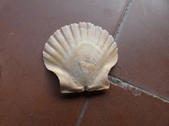 Pecten