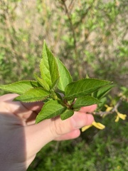 Forsythia viridissima