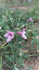 Pedaliaceae