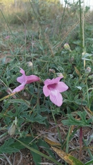 Pedaliaceae