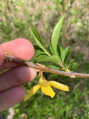 Forsythia viridissima