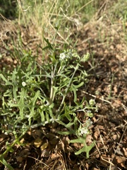 Pholistoma membranaceum