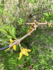 Forsythia viridissima