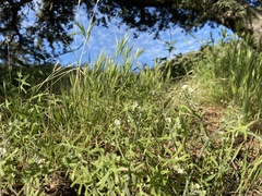 Pholistoma membranaceum