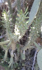 Austrocylindropuntia