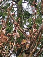 Poecile atricapillus