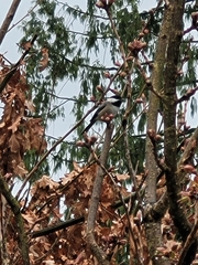 Poecile atricapillus