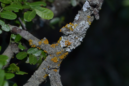 Hyperphyscia syncolla image
