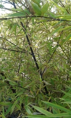 Phyllostachys nigra