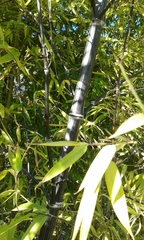 Phyllostachys nigra
