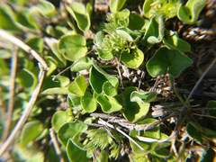 Dichondra donelliana