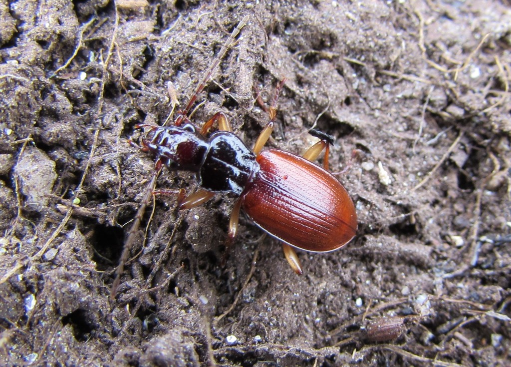 Penetretus