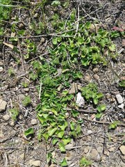 Dichondra donelliana
