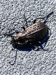 Carabus maeander