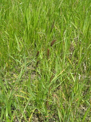 Carex melanostachya