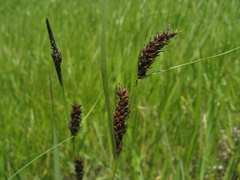 Carex melanostachya