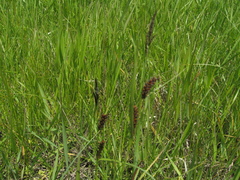 Carex melanostachya