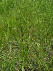 Carex melanostachya