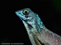 Wiegmann's Agama photo 3