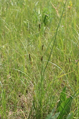 Carex melanostachya
