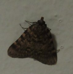 Aglossa pinguinalis