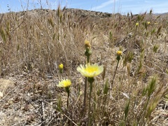 Malacothrix californica