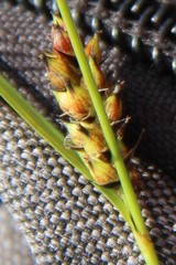 Carex melanostachya