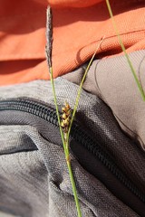 Carex melanostachya