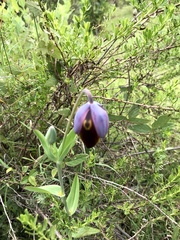 Calochortus purpureus