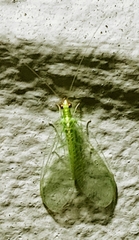 Chrysoperla pudica-group