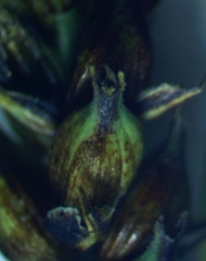Carex melanostachya