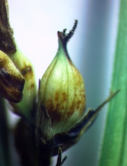 Carex melanostachya