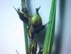 Carex melanostachya
