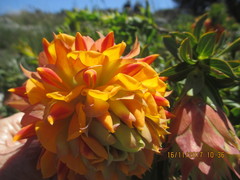 Liparia splendens splendens