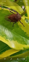 Metcalfiella