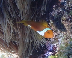 Amphiprion leucokranos