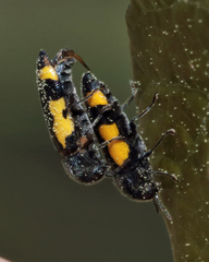 Ptosima gibbicollis