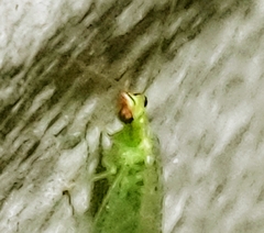 Chrysoperla pudica-group