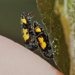 Ptosima gibbicollis