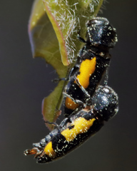 Ptosima gibbicollis