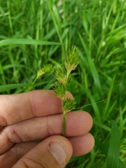 Carex tetrastachya