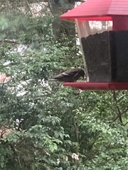 Haemorhous purpureus