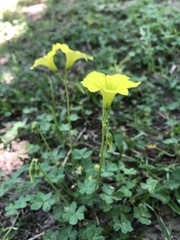 Oxalis pes-caprae