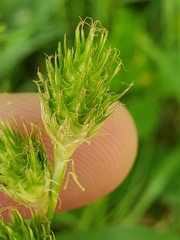 Carex tetrastachya