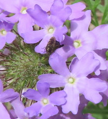 Acmaeodera neglecta neoneglecta