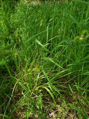 Carex tetrastachya