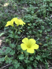 Oxalis pes-caprae