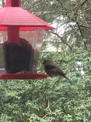 Haemorhous purpureus