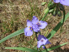 Tradescantia humilis