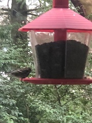 Haemorhous purpureus